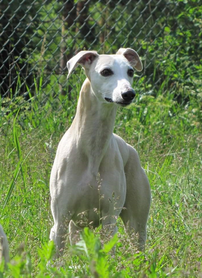 taejaan whippets