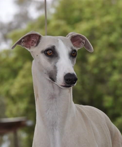 taejaan whippets