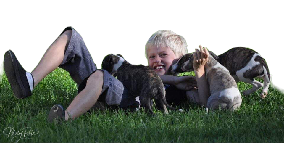 taejaan whippet puppies with boy